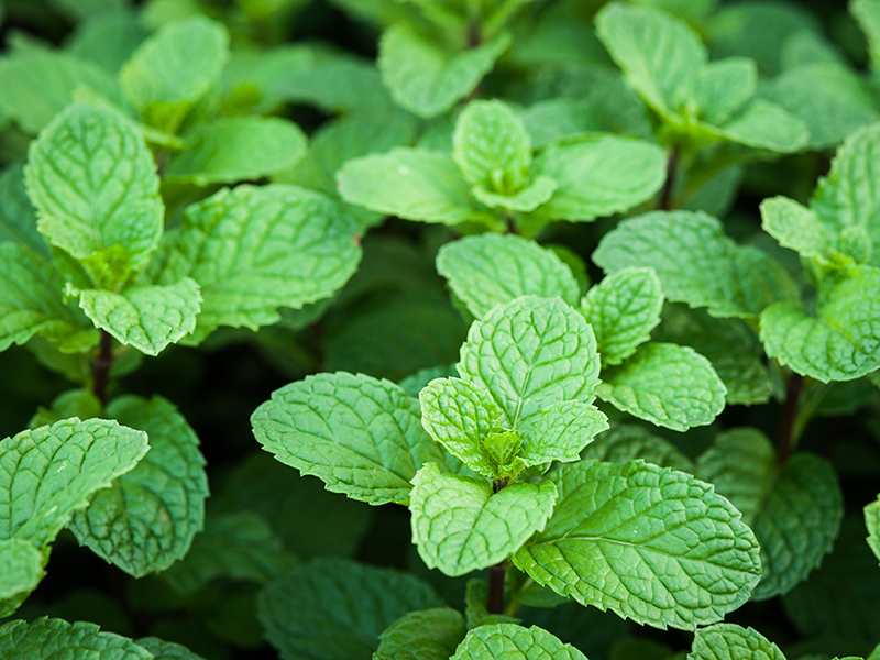 Tough™ 5EC Herbicide Granted for Emergency Use in Mint
